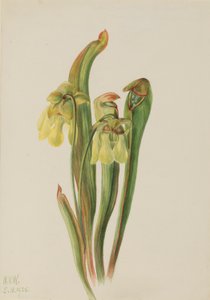  av Mary Vaux Walcott