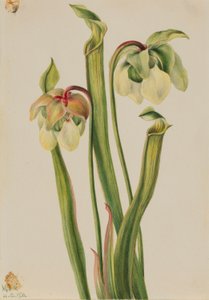  av Mary Vaux Walcott