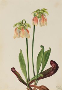  av Mary Vaux Walcott