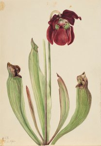  av Mary Vaux Walcott