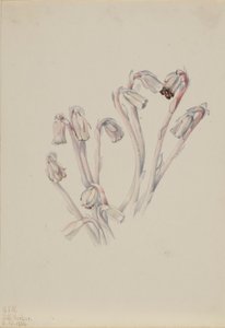  av Mary Vaux Walcott
