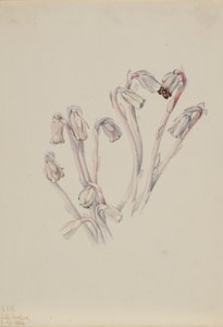Indian Pipe Monotropa uniflora, 1926. av Mary Vaux Walcott