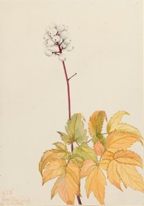 Ivory Baneberry Actaea arguta, 1922 av Mary Vaux Walcott