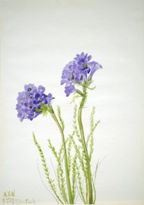 Jakobs stige Polemonium viscosum, 1937. av Mary Vaux Walcott