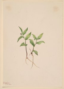  av Mary Vaux Walcott