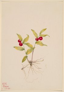  av Mary Vaux Walcott