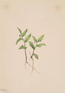 Kruhsea Kruhsea streptopoides, 1913. av Mary Vaux Walcott