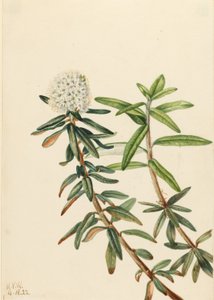  av Mary Vaux Walcott