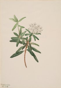 Labrador Tea Grønlandsis, 1905. av Mary Vaux Walcott