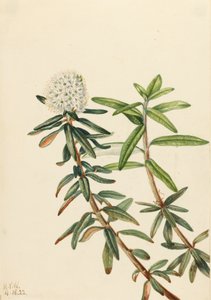Labrador Tea Grønlandsis, 1922. av Mary Vaux Walcott