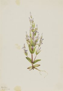 Stige Gentian Gentiana acuta, 1916. av Mary Vaux Walcott