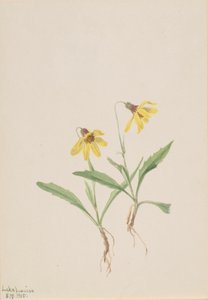 Lake Louise Arnica Arnica louisiana, 1905. av Mary Vaux Walcott