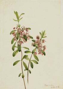 Lambkill (Kalmia angustifolia) av Mary Vaux Walcott