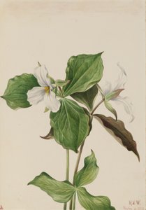 Stor hvit Trillium Trillium grandiflorum, 1923. av Mary Vaux Walcott
