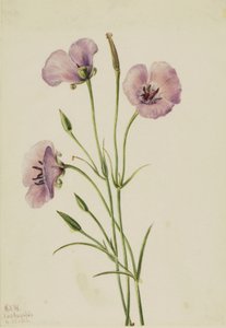 Syrinsommerfugl (Calochortus splendens) av Mary Vaux Walcott