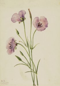 Syrin Mariposa Calochortus strålende, 1926. av Mary Vaux Walcott