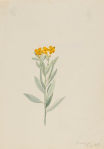 Lithospermum canescens, 1907. av Mary Vaux Walcott