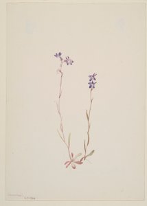  av Mary Vaux Walcott