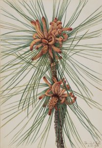 Loblollyfuru (Pinus taeda) av Mary Vaux Walcott