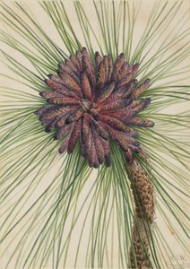 Langbladet furu Pinus palustris, 1929.