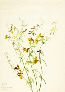  av Mary Vaux Walcott