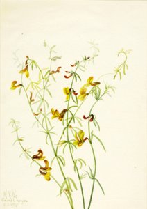 Lotus puberulus, 1935. av Mary Vaux Walcott