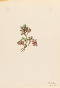  av Mary Vaux Walcott