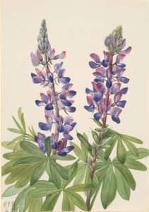 Lupin Lupinus fornosus, 1935. av Mary Vaux Walcott