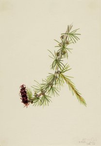 Lyall Larch Larix lyallii, 1913. av Mary Vaux Walcott