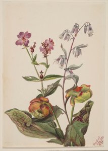  av Mary Vaux Walcott