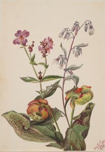 Meadow Beauty Rhexia virginica, klapperslange Roat Nabalus albus, Pitcherplant..., 1880. av Mary Vaux Walcott