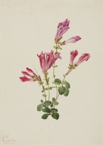 Menzies Penstemon Penstemon menziesii, 1925. av Mary Vaux Walcott
