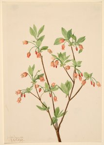 Menziesea Menziesea glabella, 1907. av Mary Vaux Walcott