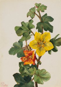 Meksikanske Fremontia Fremontodendron mexicanum, 1926. av Mary Vaux Walcott