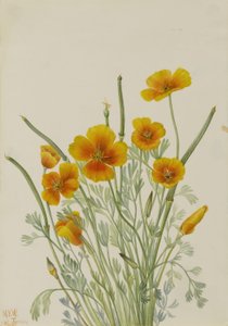  av Mary Vaux Walcott