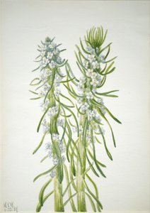 Miner's Candle Oreocarya virgata, 1937. av Mary Vaux Walcott