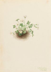 Mistmaiden Romanzoffia sitchensis, 1907. av Mary Vaux Walcott
