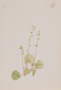  av Mary Vaux Walcott