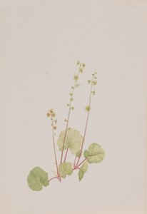 Naken mittella, ca. 1900-1920. av Mary Vaux Walcott