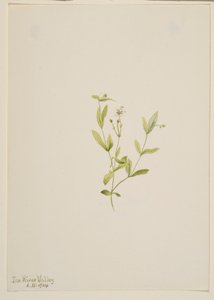  av Mary Vaux Walcott