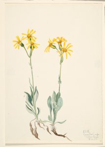  av Mary Vaux Walcott