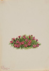  av Mary Vaux Walcott