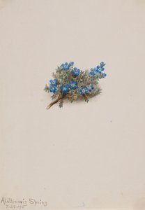Moss Forglem-meg-ei Erichum elongatum, 1915. av Mary Vaux Walcott