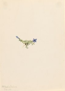 Moss Gentian Gentiana prostrata, 1916. av Mary Vaux Walcott