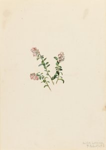  av Mary Vaux Walcott