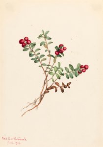 Mountain Cranberry Vaccinium vitisdaea minus, 1916. av Mary Vaux Walcott