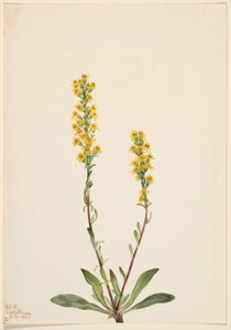  av Mary Vaux Walcott