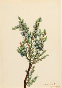 Mountain Juniper Juniperus sibirica, 1917. av Mary Vaux Walcott