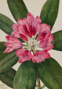 Mountain Rose-Bay Rhododendron catawbiense, 1932. av Mary Vaux Walcott
