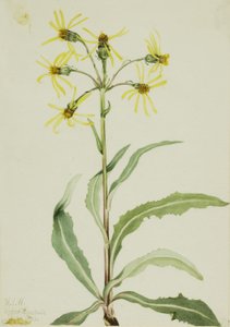  av Mary Vaux Walcott